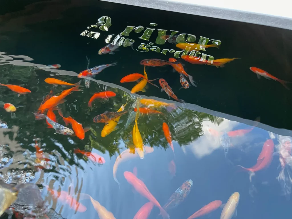 Poissons rouges qui nagent dans de l'eau d'un système aquaponie avec le logo a river in the garden qui est reflété sur l'eau