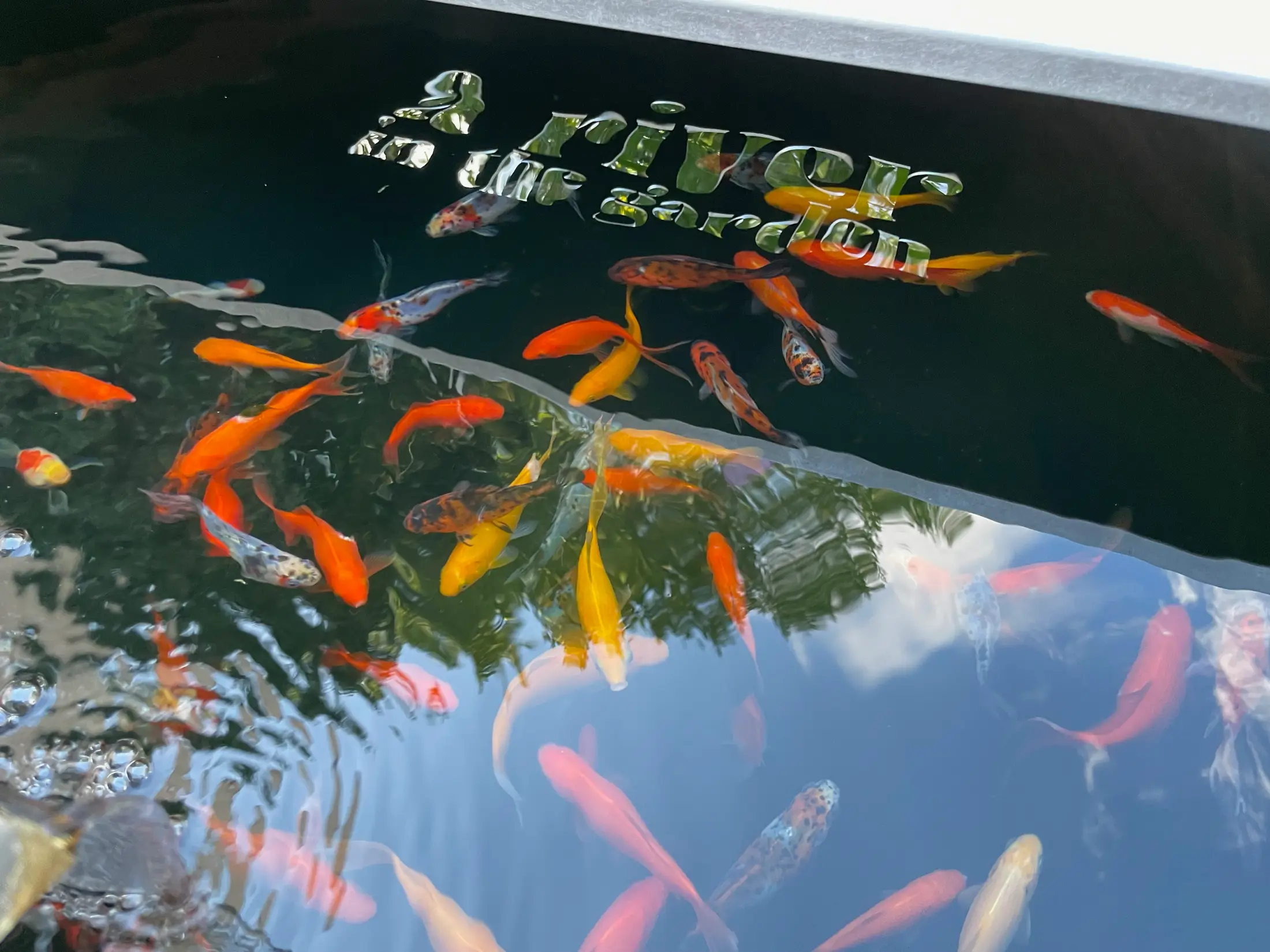 poissons dans un système aquaponie avec logo a river sur l'eau