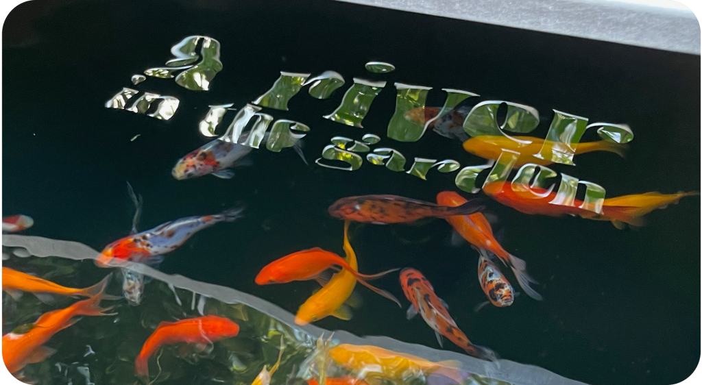 Poisson dans un bac d'eau, kit aquaponie pour débutant.