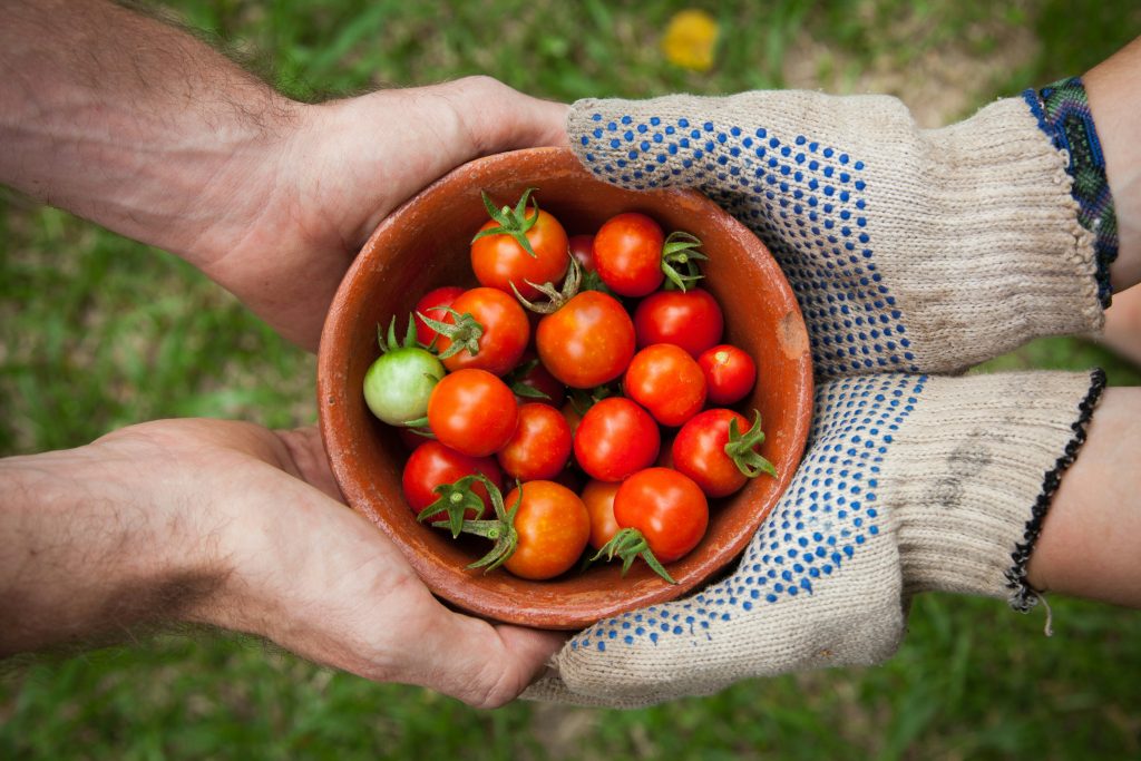 tomates en hydroponie