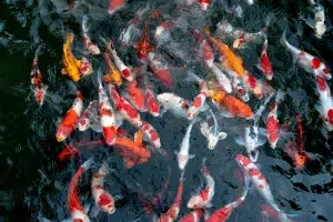 Prix des carpes koï : tout savoir en moins de 5 minutes