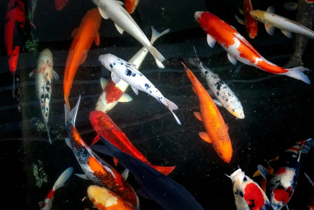 Carpe koï de 10 cm dans l'eau.