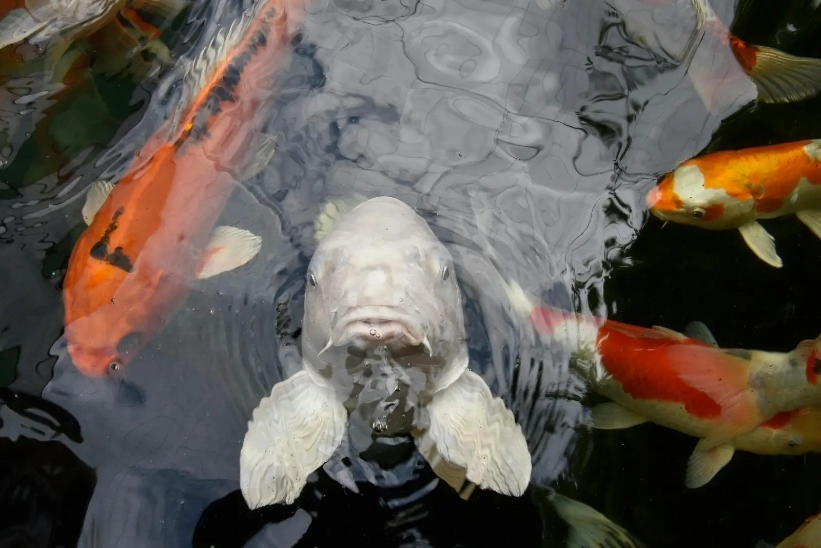 poisson dans l'eau