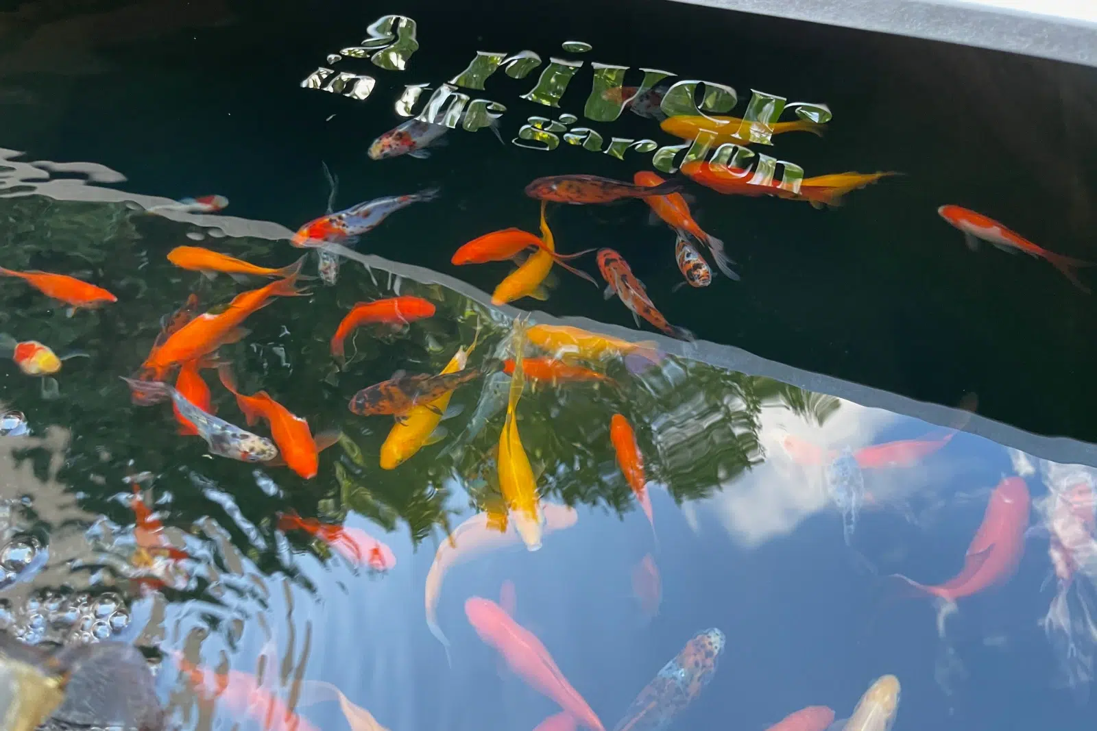 poisson kit aquaponie avec aquarium