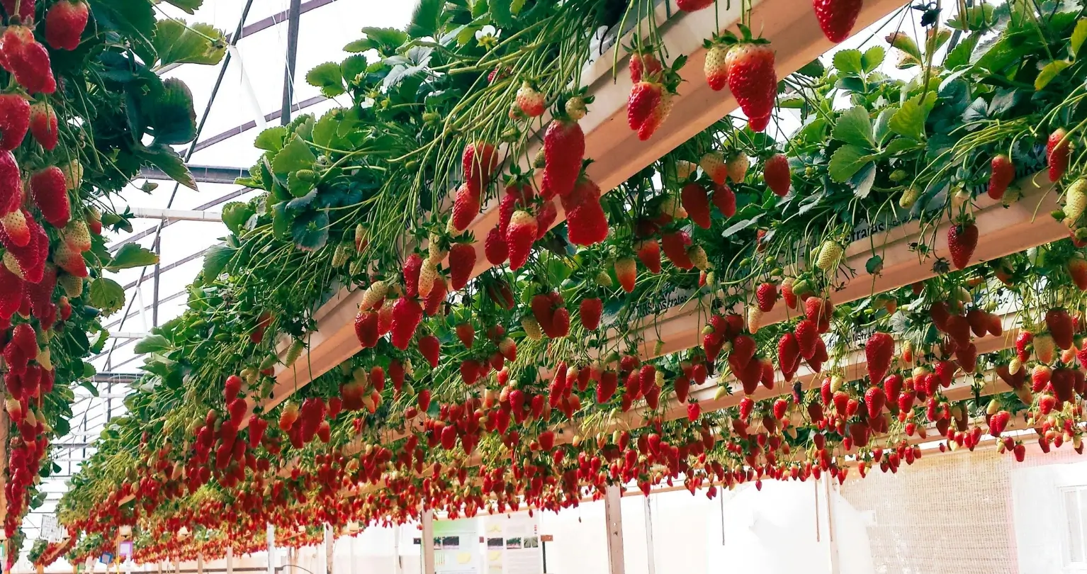culture hydroponique pour débutant avec fraises