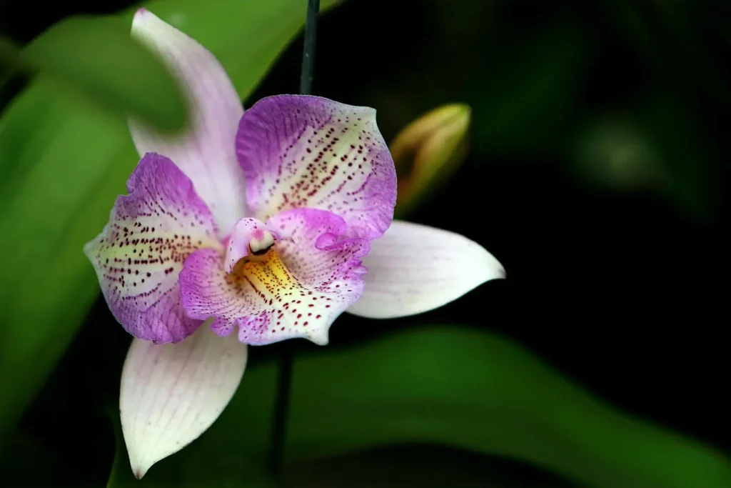 Orchidée en hydroponie