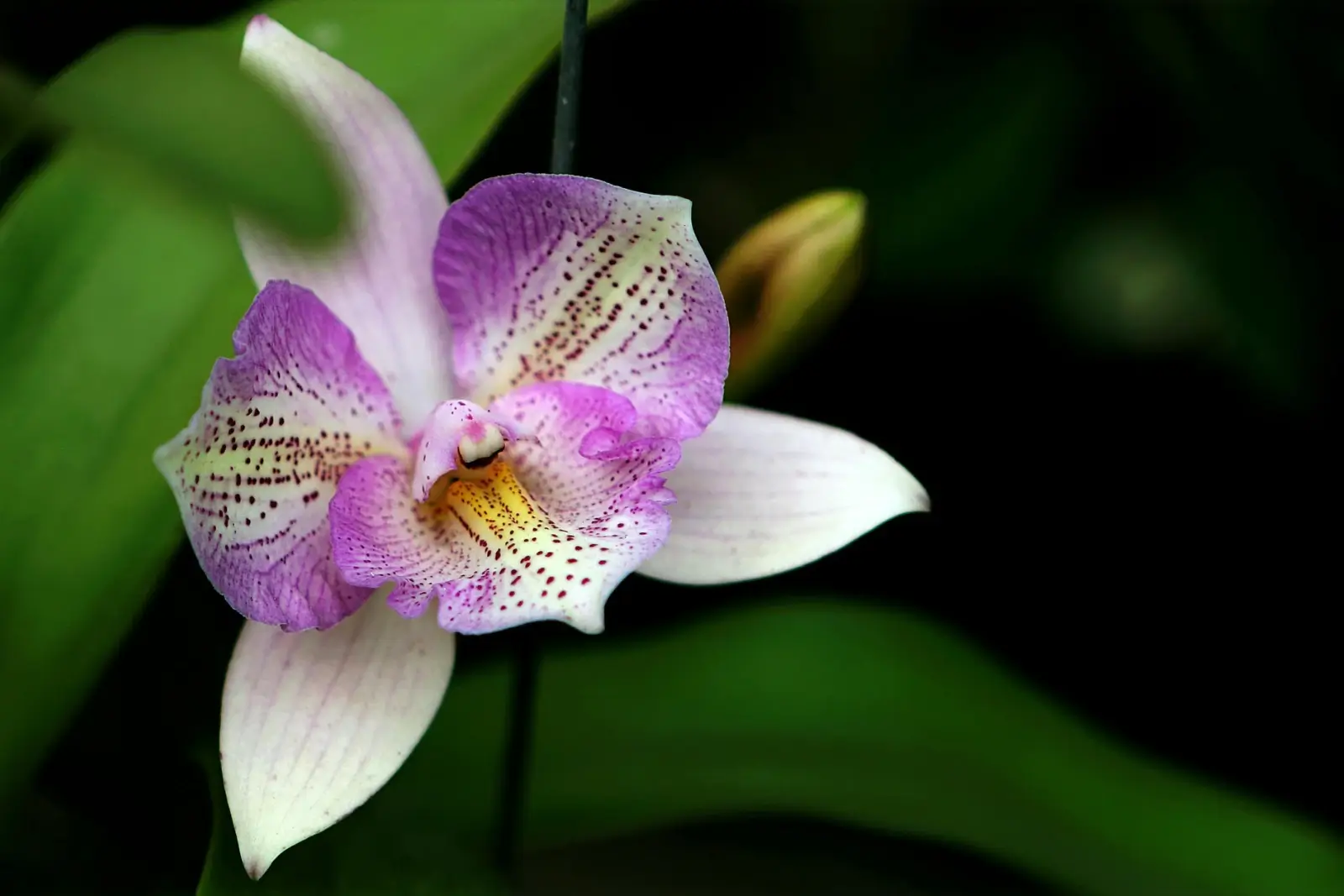 Orchidée en hydroponie