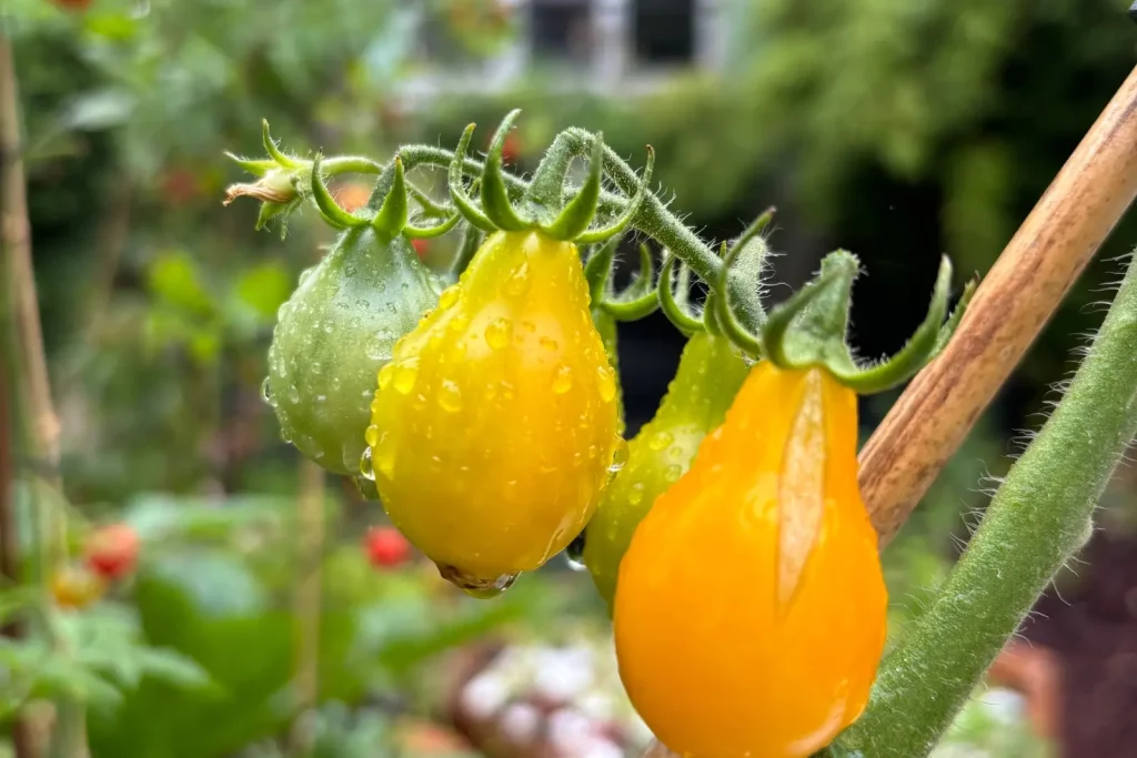 Tomates hydroponie