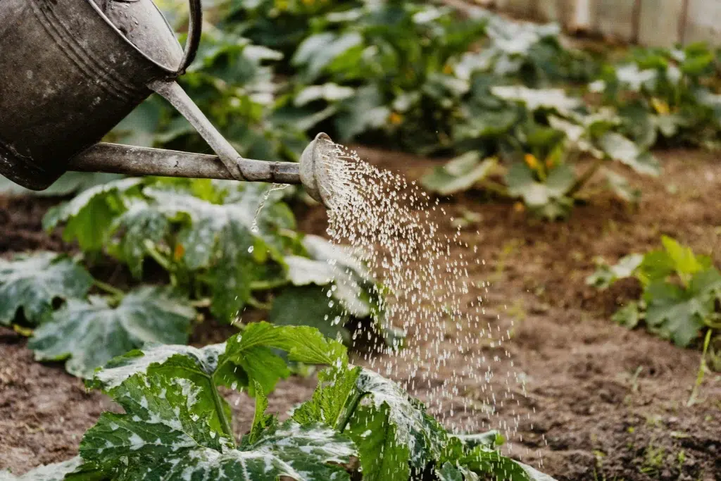 Arrosage d'un potager avec un arrosoir.