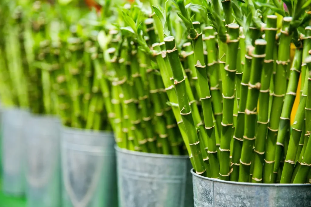 Des bambous dans des pots