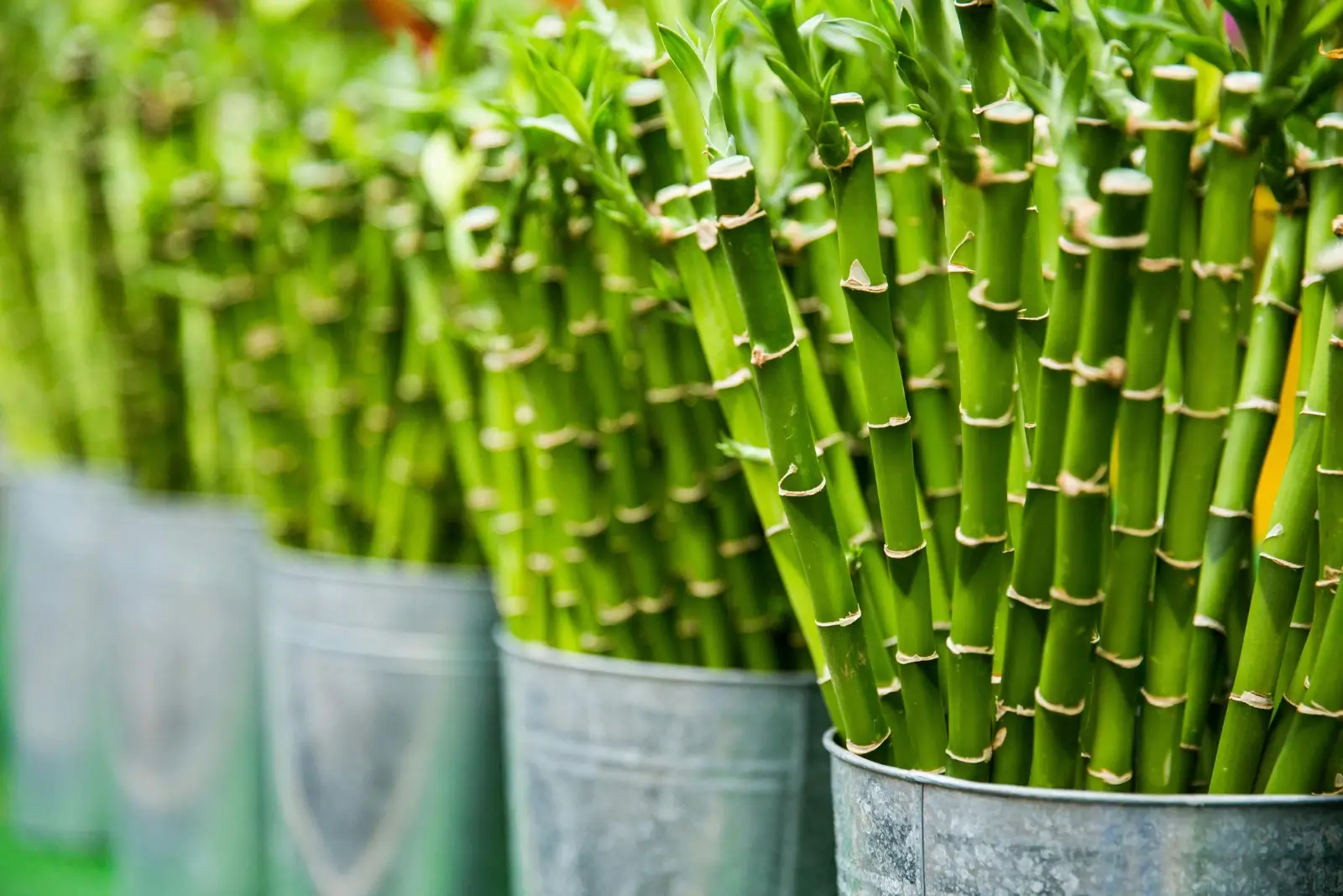 Des bambous dans des pots