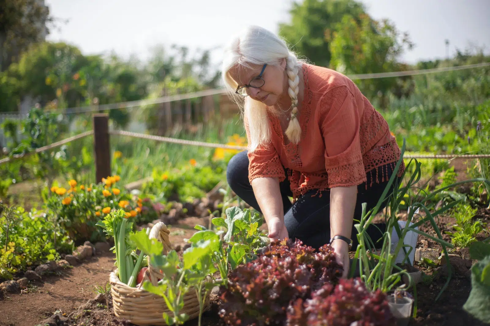 Personne dans un potager avec des salades.