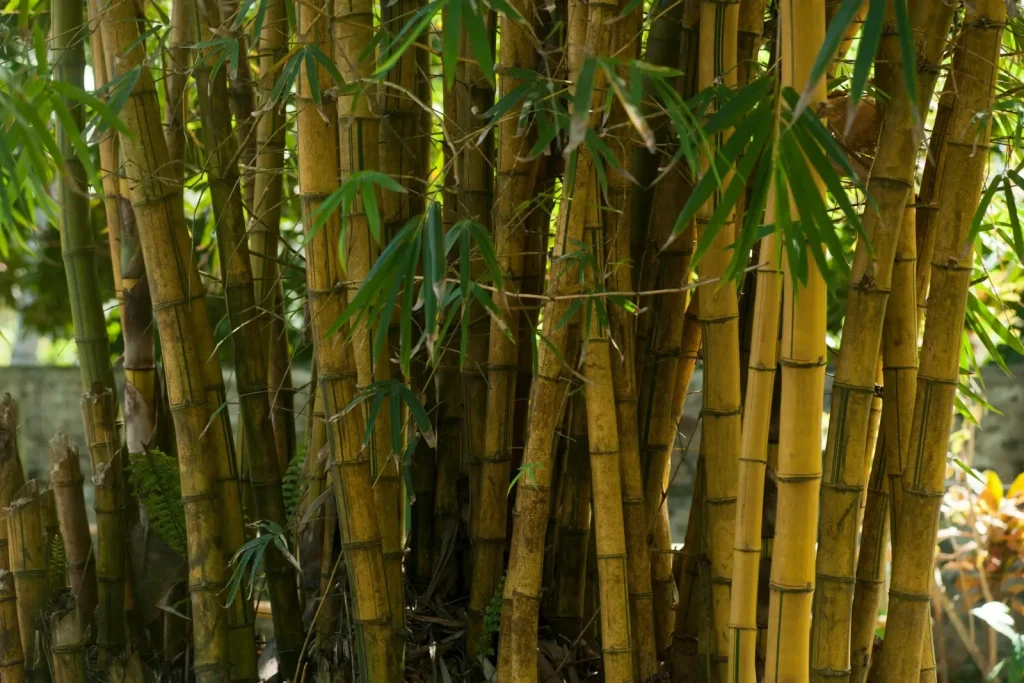 Plantations pour idée déco bambou.