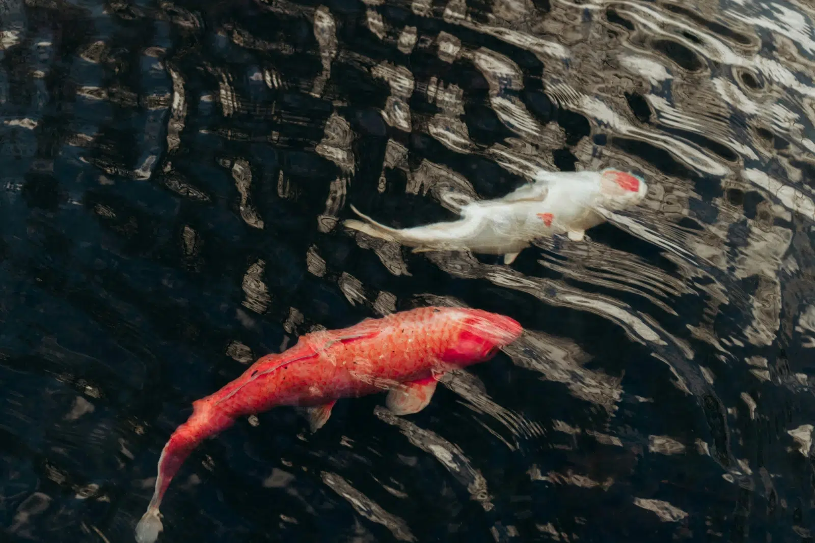 Carpe koï dans un bassin