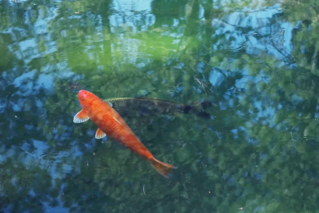 Carpe koï dans un bassin