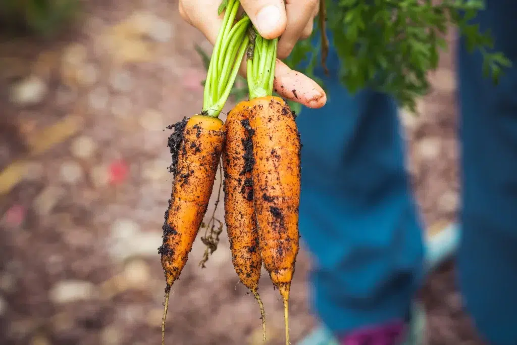 carottes avec un peu de terre