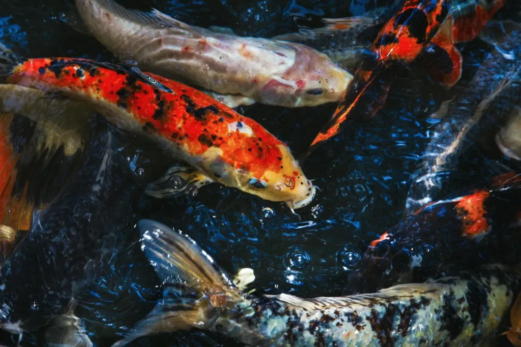 Différentes variétés de carpes koï dans l'eau