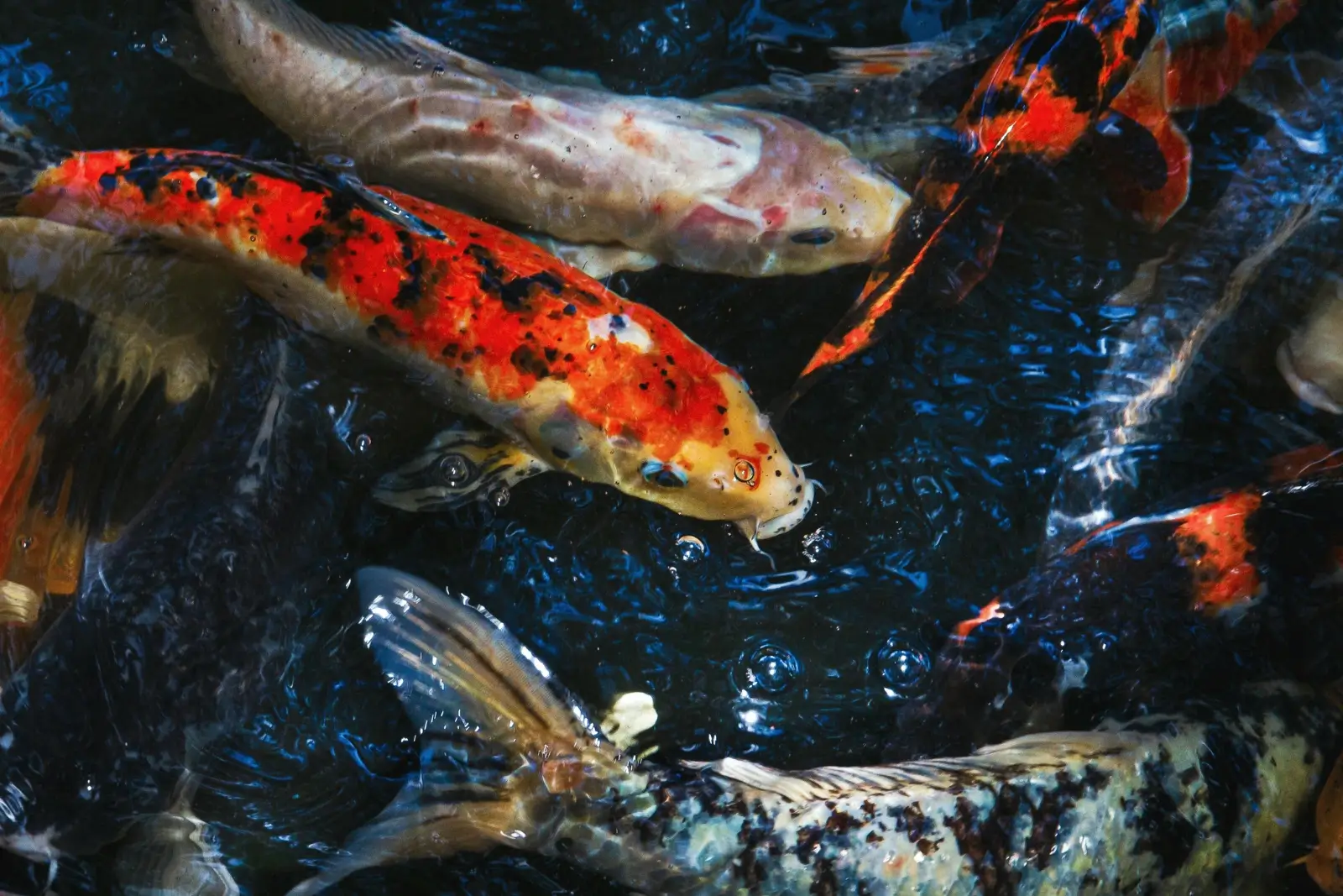 Différentes variétés de carpes koï dans l'eau