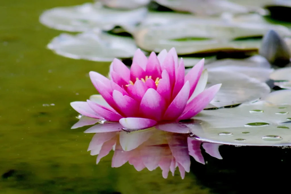 Fleur de lotus dans un bassin d'eau