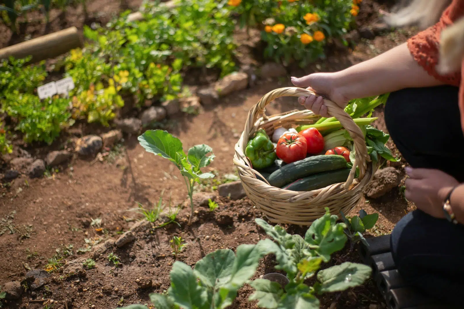 Potager en juillet