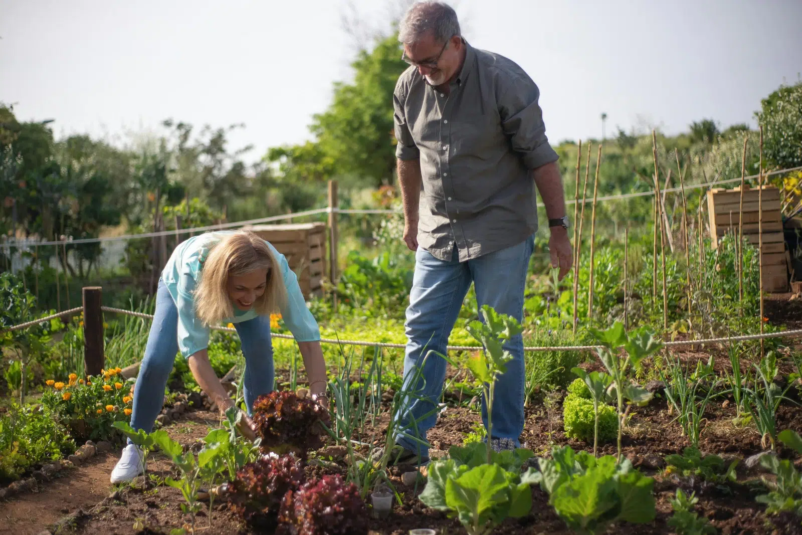 Deux personnes dans un potager