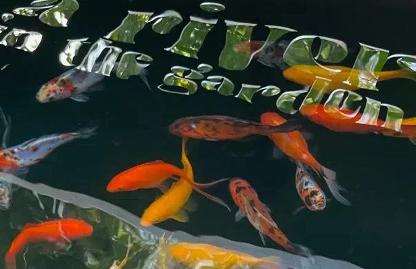 Poissons rouges qui nagent dans l'eau avec le logo a river in the garden sur l'eau
