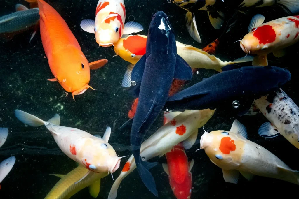 Carpes koï blanches et autres couleurs dans un bassin