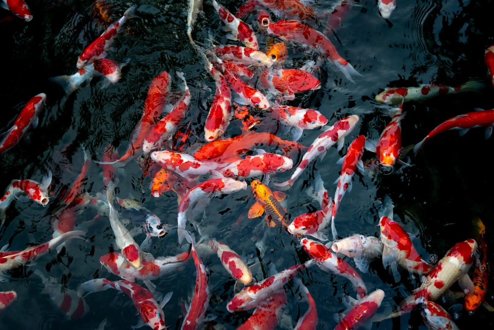 Carpe koï rouge dans un bassin