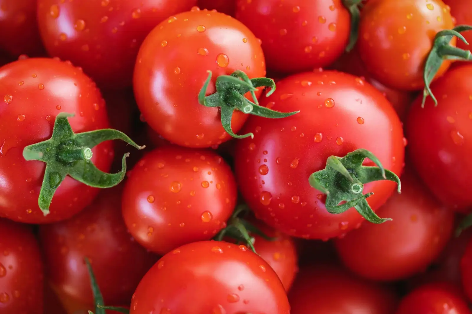 Tomates rondes et rouges.