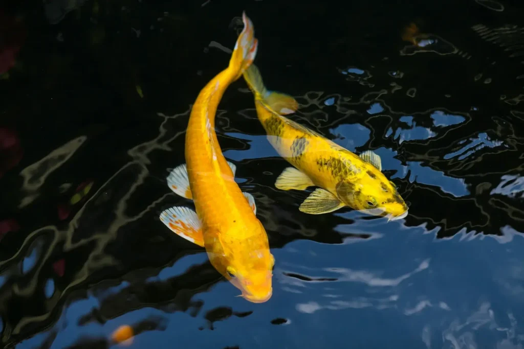 carpe koï jaune dans un bassin