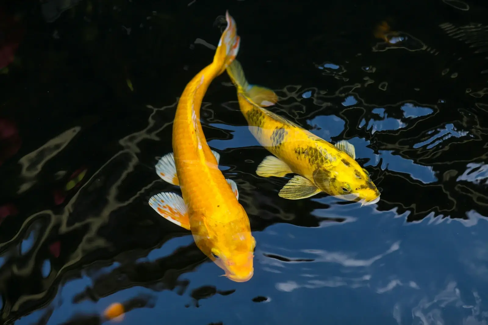 carpe koï jaune dans un bassin