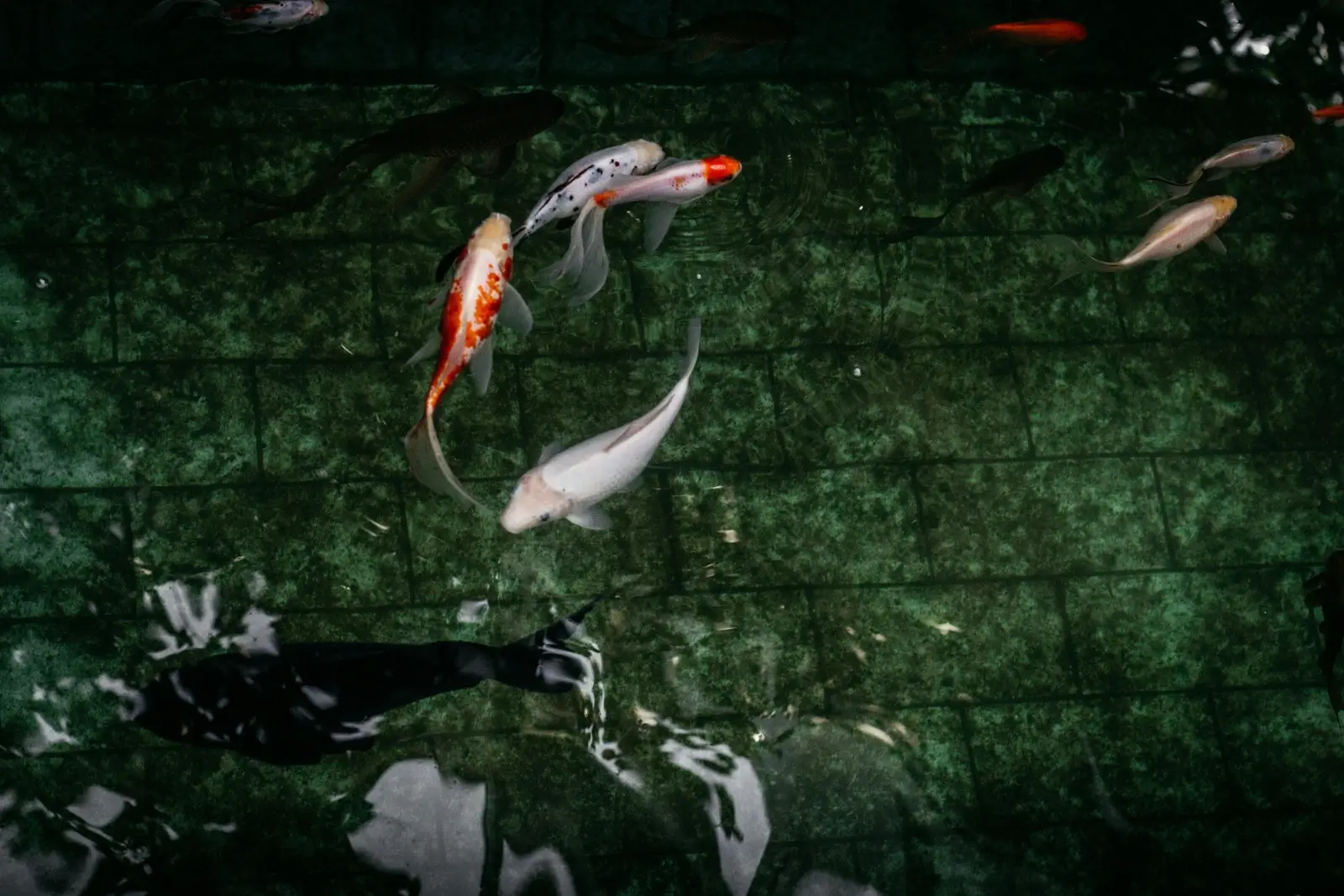 Carpe koI blanche dans un bassin