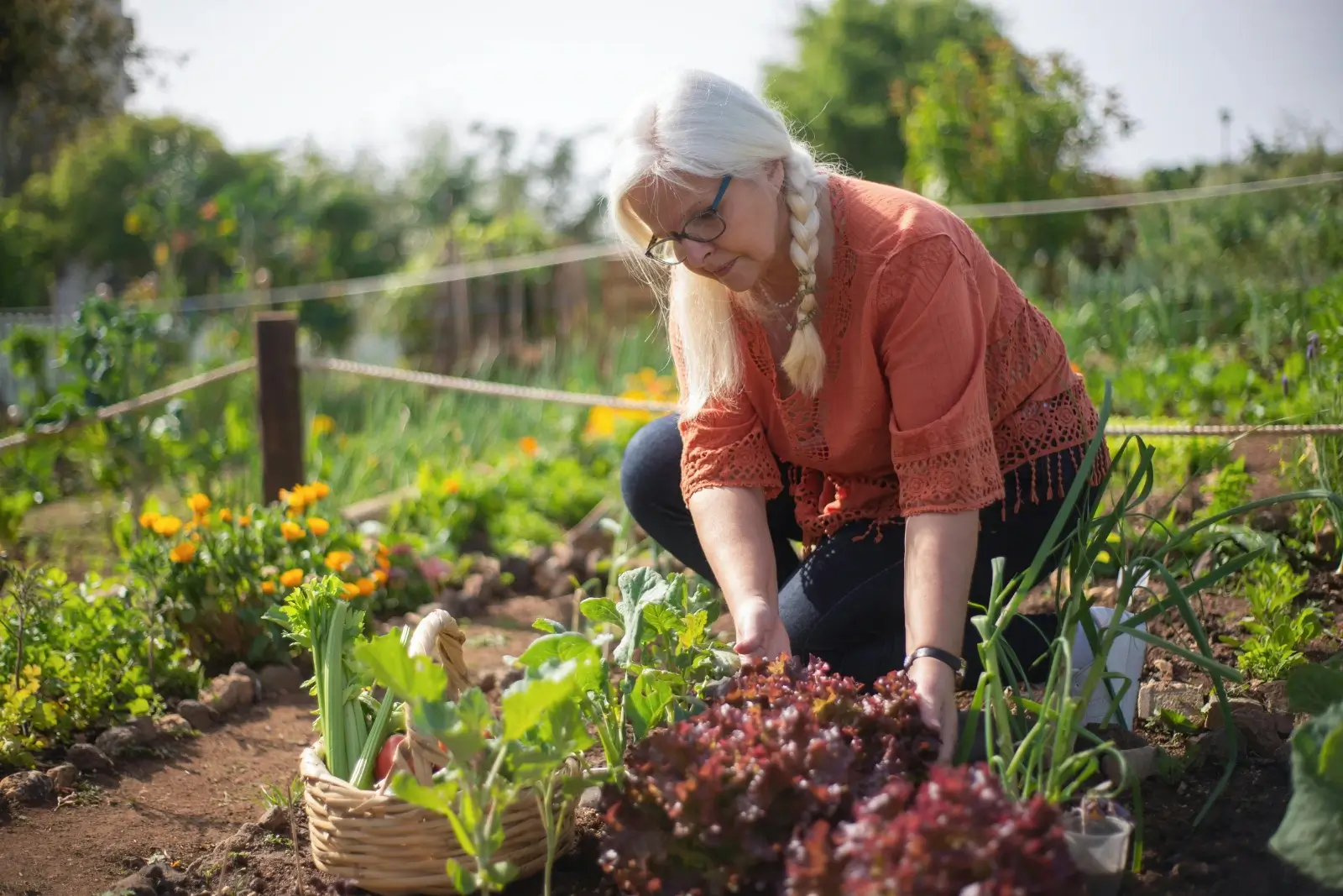 Femme ramassant une salade dans un potager.