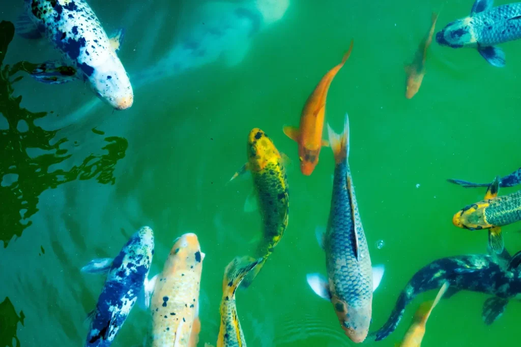 Des carpes koi bleue dans un bassin