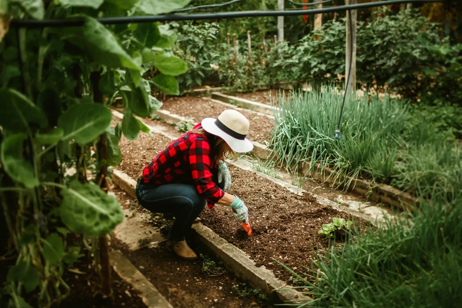 Dame qui jardin dans son potager