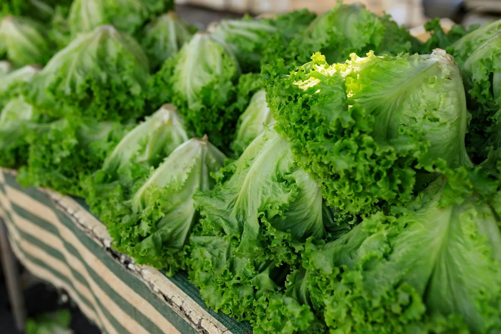 Salades dans un panier