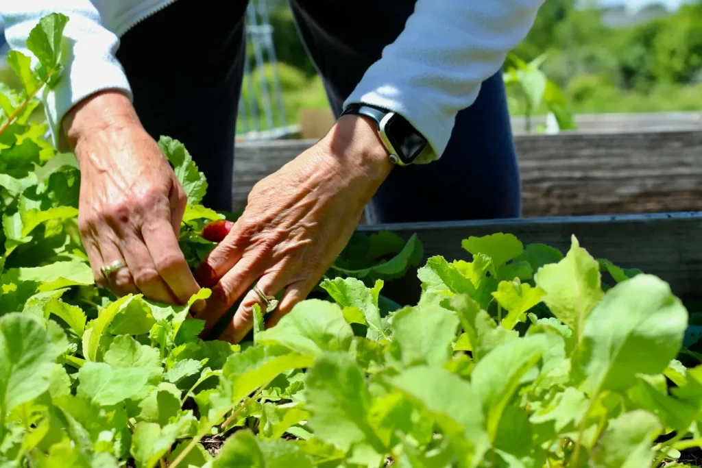 Homme avec les mains dans la salade au jardin pratiquant l'hortithérapie