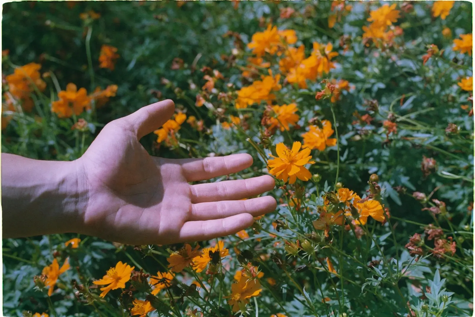 Main ouverte sur des fleurs oranges.