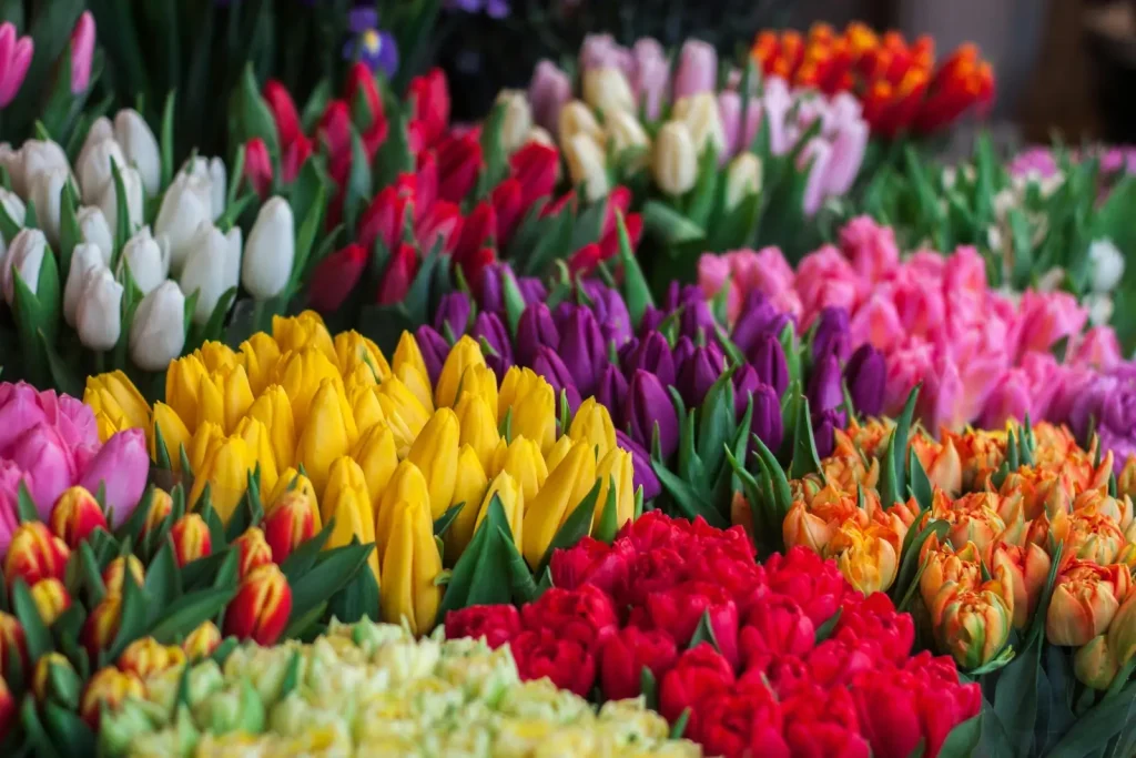 Un champ de fleurs avec de nombreuses couleurs